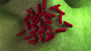 Pseudomonas aeruginosa bacteria
