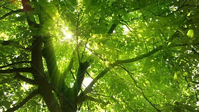 Enchanting sun rays shining through lush foliage