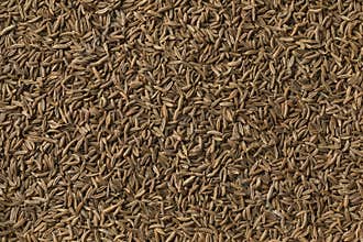 Caraway seeds full frame