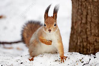 Squirrel in the the park in winter