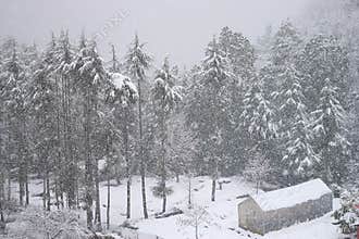 A Hut and Deodar Trees covered by Snow in Heavy Snowfall in an Indian Himalayan Village, Uttarakhand
