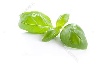 Basil