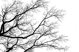 Tree leafless branches, black silhouette of old oak tree crown on white clear sky background, bare tree branches texture