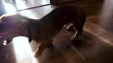 Cheerful dog one enjoys. Movable brown puppy. Pet is home to greet the guests.