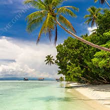 Tropical beach. Nobody. View of paradise tropical beach with coconut palms