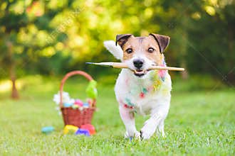 After painting and coloring Easter eggs dog become stained with paint