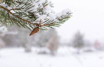 White winter - pine branch with pinecone, close up