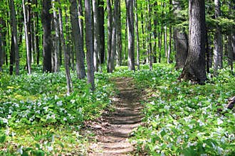 Trail through the woods.