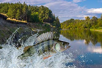 Perch fish jumping with splashing in water