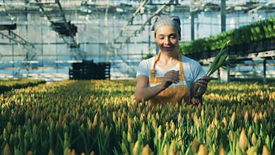 A gardener picks tulips from flower beds at a greenhouse.