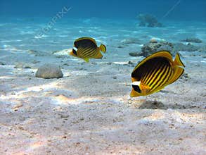 Butterflyfish Couple