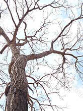 Isolated Dry Tree in winter season