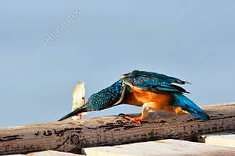 Kingfisher (alcedo atthis)