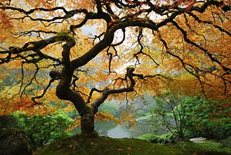 Autumn Maple