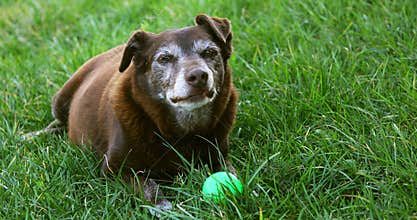 Old brown dog with green ball resting - Gray hairs around the muzzle.