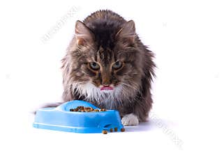 Cat is eating pet food