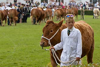 Cow judging at the Great Yorkshire Show