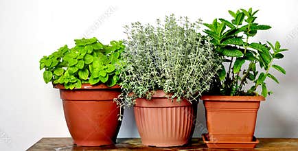 Mixed herbs