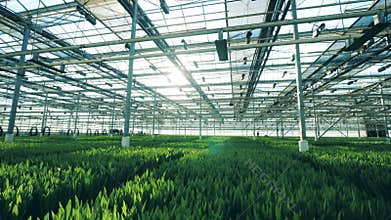 Many tulip flowers cultivated in a greenhouse, grow in rows.