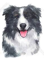 Water colour painting of Border Collie 073