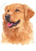 Water colour painting, Gold retriever 060