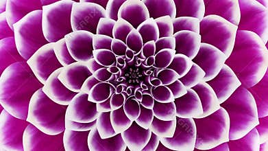 Opening Of The Purple Flower. Looped.