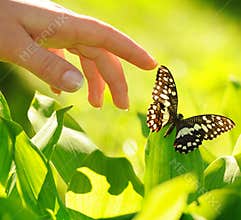 Eautiful butterfly
