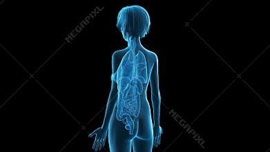 An older woman´s anatomy