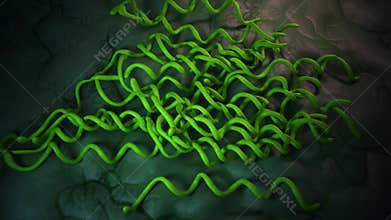 The syphilis bacteria