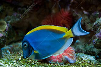 Tropical fish