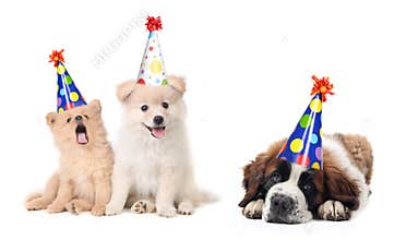 Silly Celebrating Birthday Puppies