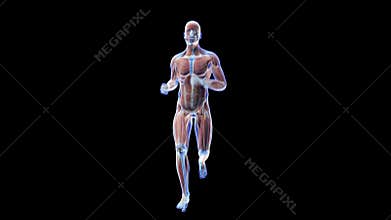 A joggersÂ´s anatomy