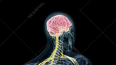 The human brain and nerves