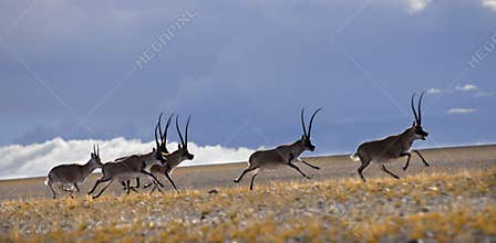 Tibetan antelope