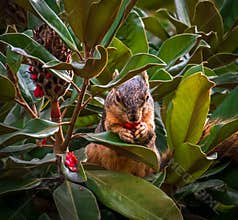 Squirrel sitting in a magnolia tree closeup eating seeds