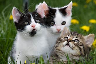Kittens