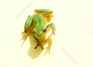Hello Frog