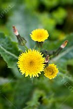 Dandelion flower
