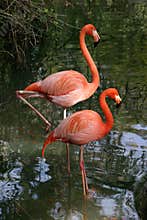 Photogenic Flamingos