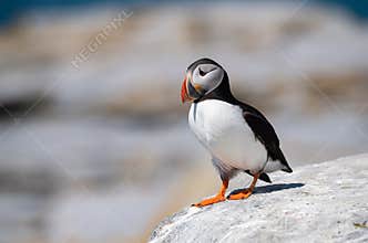Atlantic Puffin Portrait