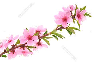 Peach Blossoms
