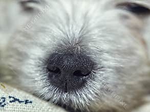 Sleeping West terrier puppy lying on the floor