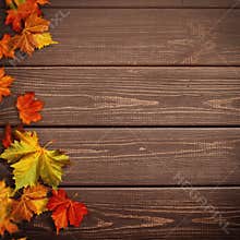 Abstract autumnal backgrounds. Fall maple leaves