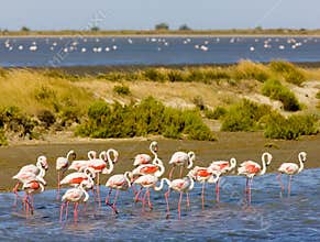 Flamingos in Camargue