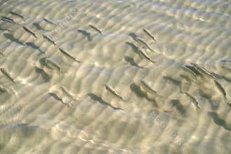 Caribbean transparent water beach fish school