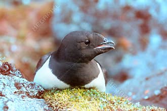 Little auk special subspecies