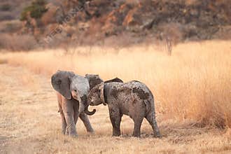 Two Baby Elephants