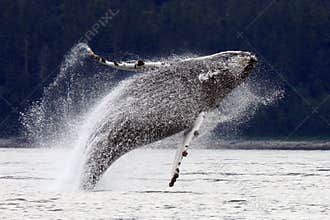 Breaching, Leaping Alaskan Humpback Whale