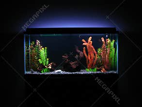 Aquarium
