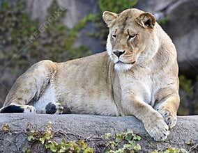 Kamali, Queen of the Zoo